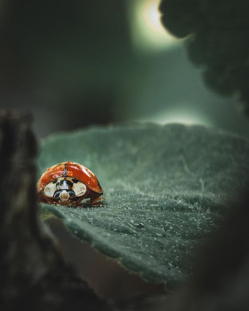 Free A detailed shot of a ladybug on a green leaf, showcasing nature's beauty. Stock Photo