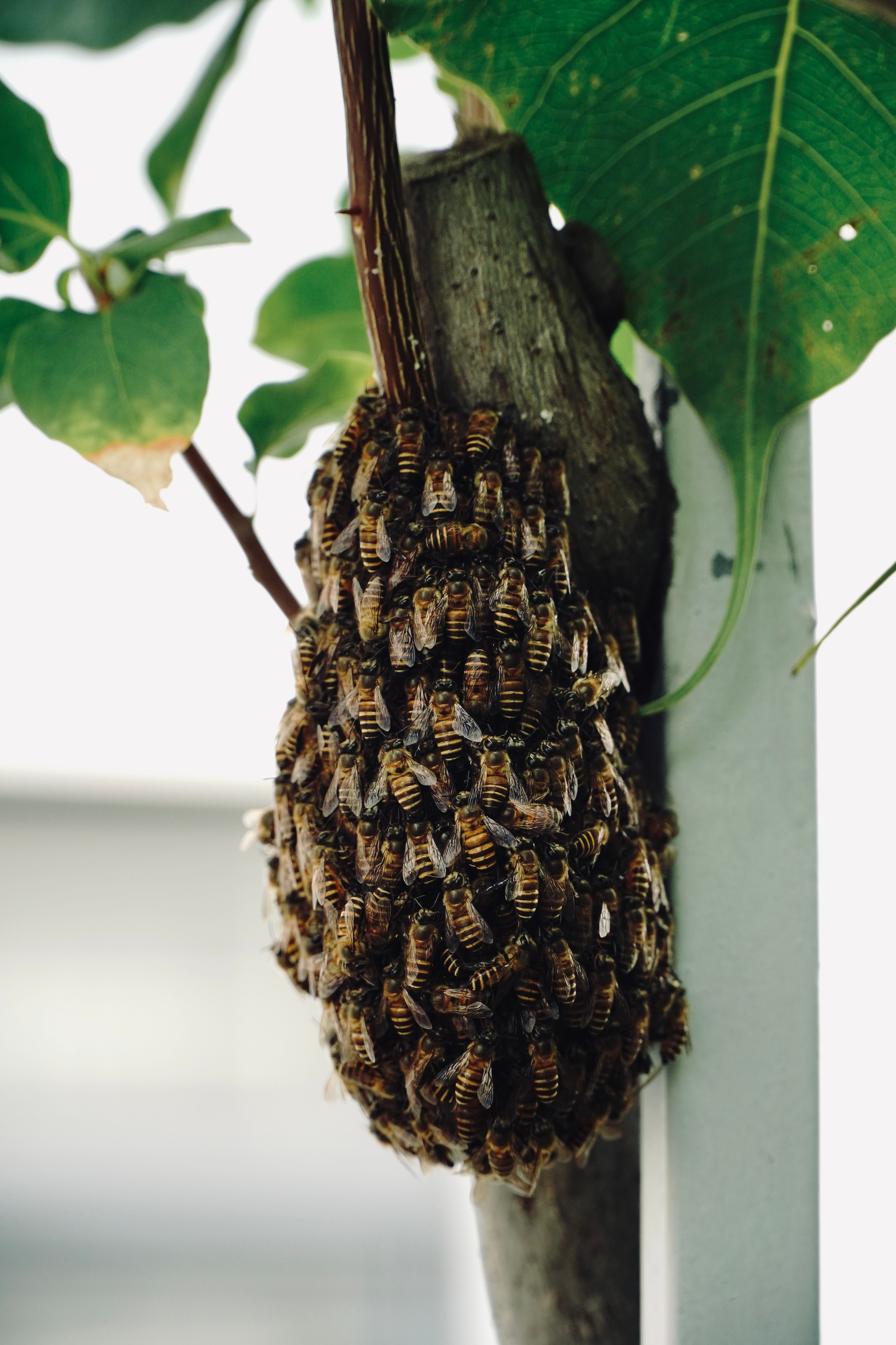 Task Queues in Node.js: Bull, Bee-Queue, Kue and Redis Implementation