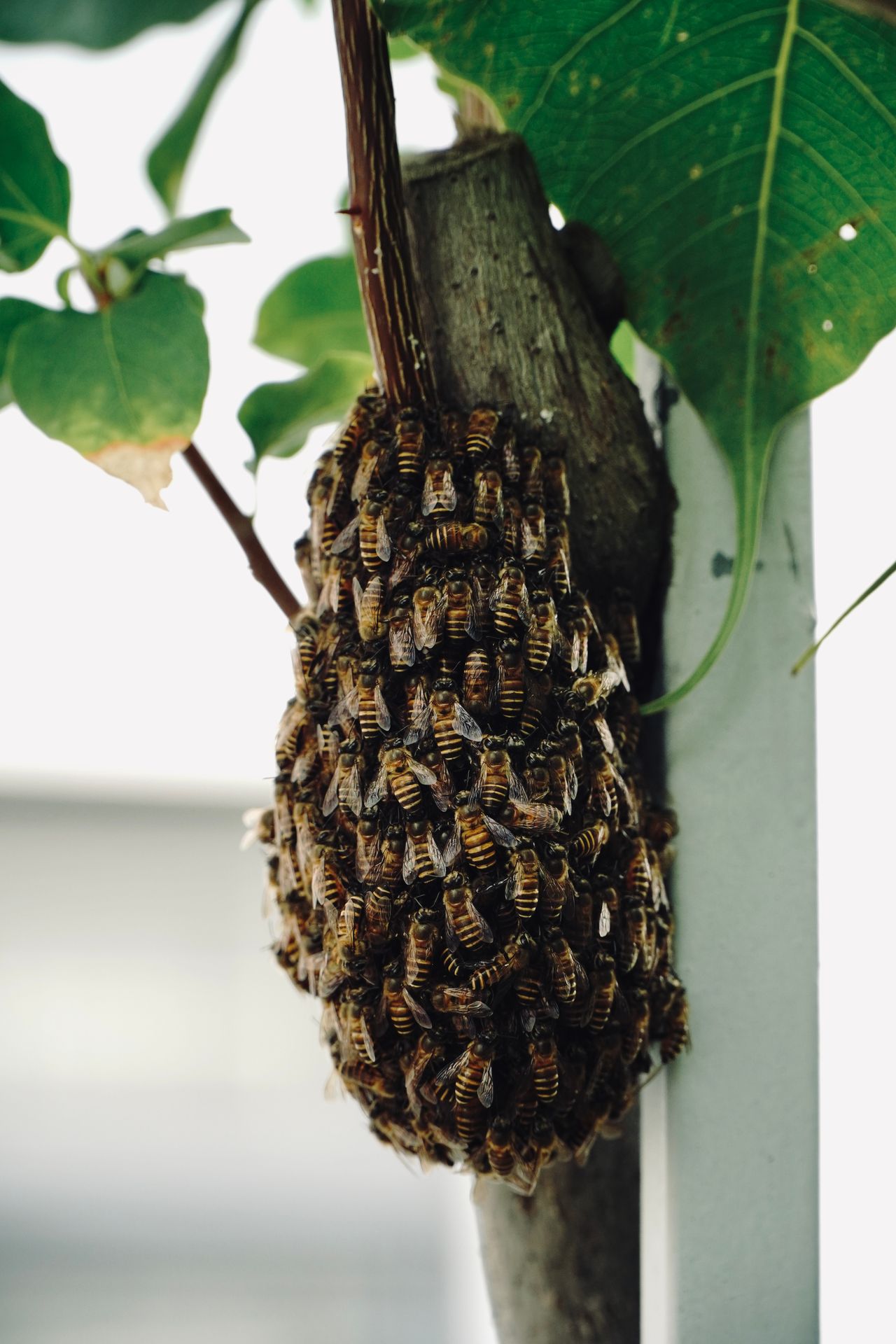 A dense cluster of workers at a nesting site — a peak-summer bumblebee colony can hold several hundred bees, which is when a nest near a doorway or HMO in Stockport becomes a genuine safety risk.