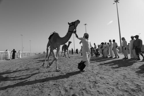 Immagine gratuita di cammelli, cammelli arabi, cammello