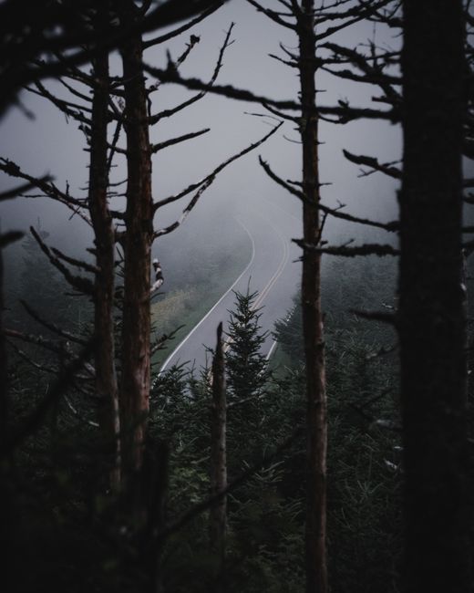 Misty forest road surrounded by eerie bare trees and fog-covered landscape.