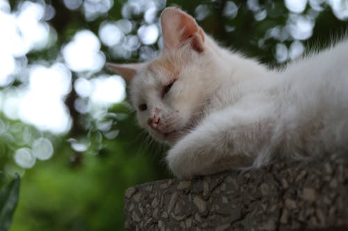 Kostenloses Stock Foto zu weiße katze