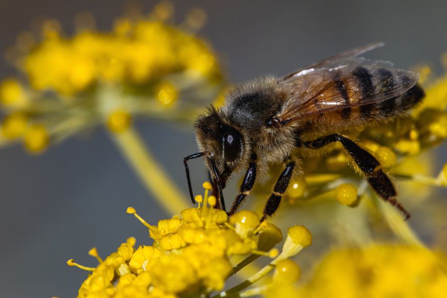 honey bee control dubai