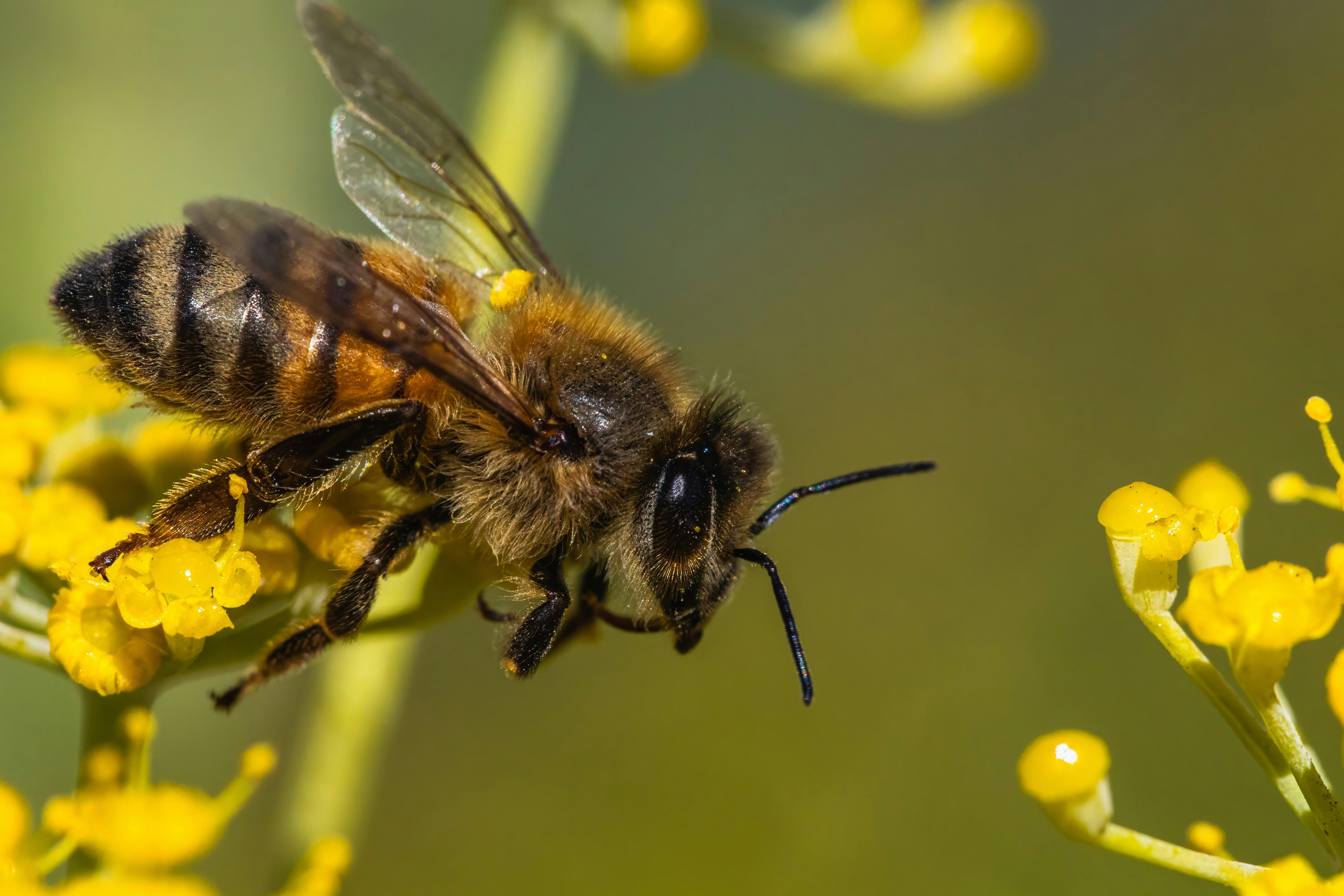A detailed macro shot of a honeybee harvesting pollen from yellow flowers in a vibrant outdoor setting.