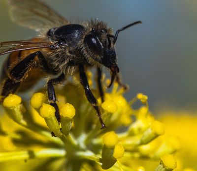 BEE Free