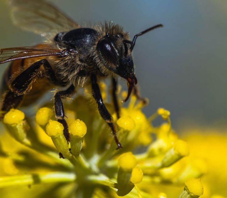 BEE Free