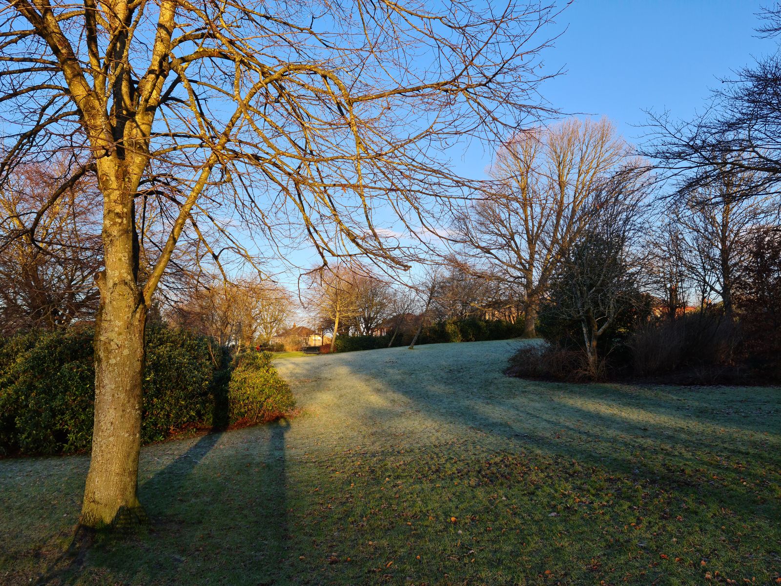 A quiet park in Glasgow with trees and open grass on an early winter morning