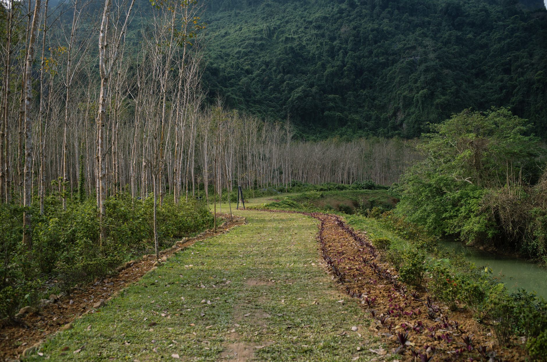 Explore the serene rural landscape of Quang Binh with its lush greenery and tranquil pathways.