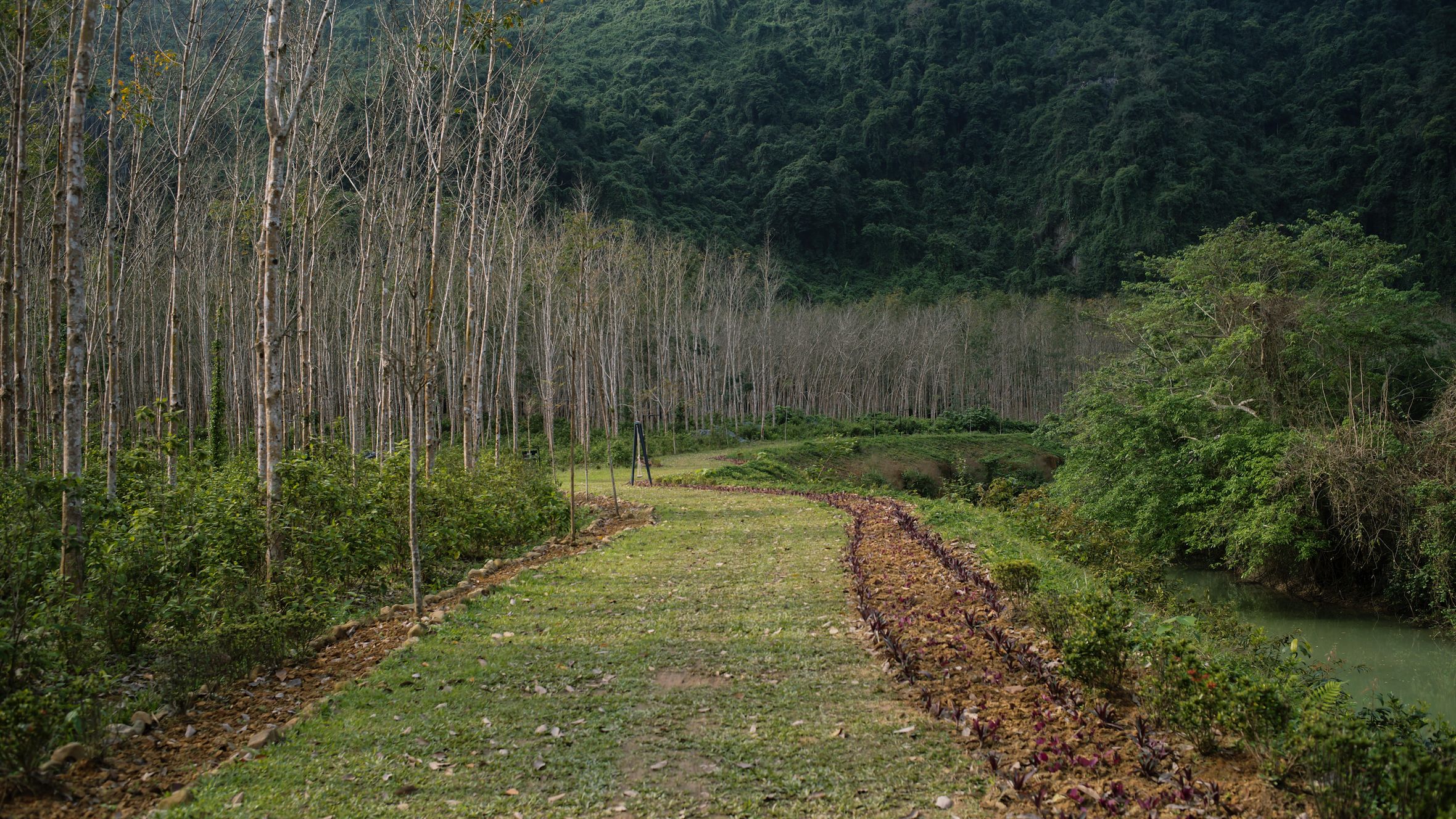 Explore the serene rural landscape of Quang Binh with its lush greenery and tranquil pathways.