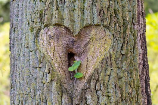 Close-up of a heart-shaped carving on a tree trunk in a lush green forest.