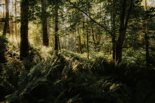 A peaceful forest scene with sunlit ferns and tall trees, evoking a sense of calm.