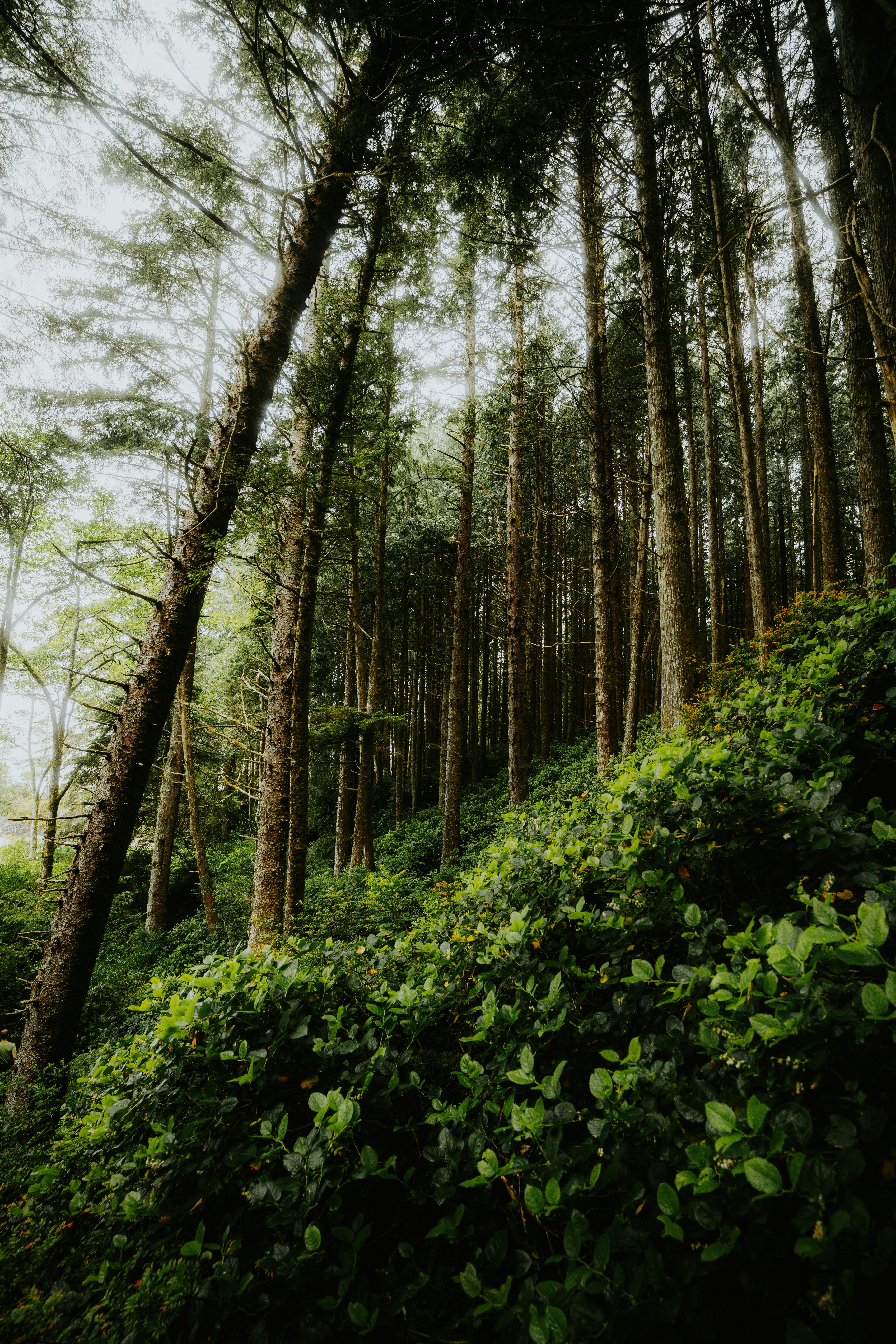 A forest with tall trees and green bushes · Free Stock Photo