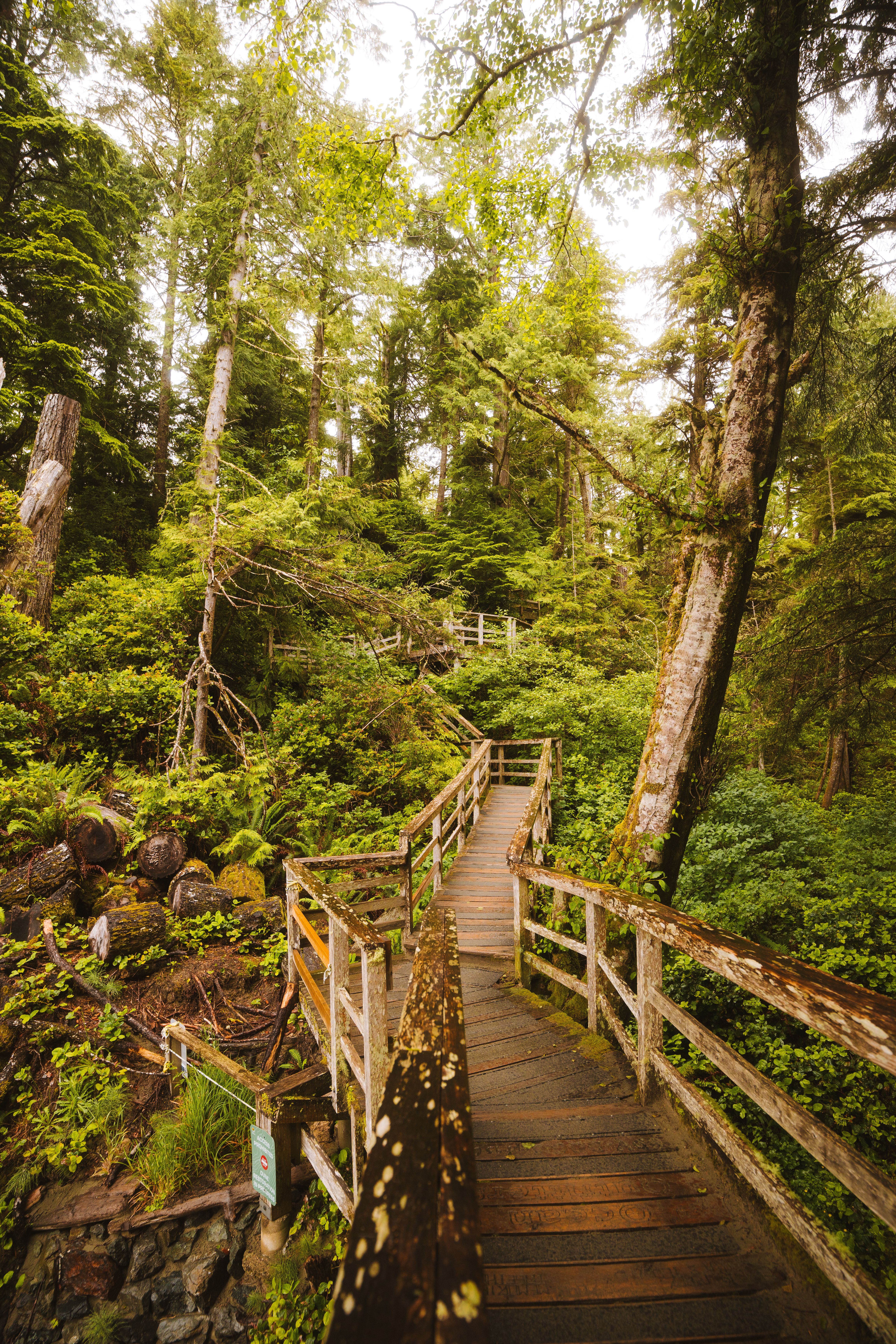 A wooden walkway leads to a forested area · Free Stock Photo