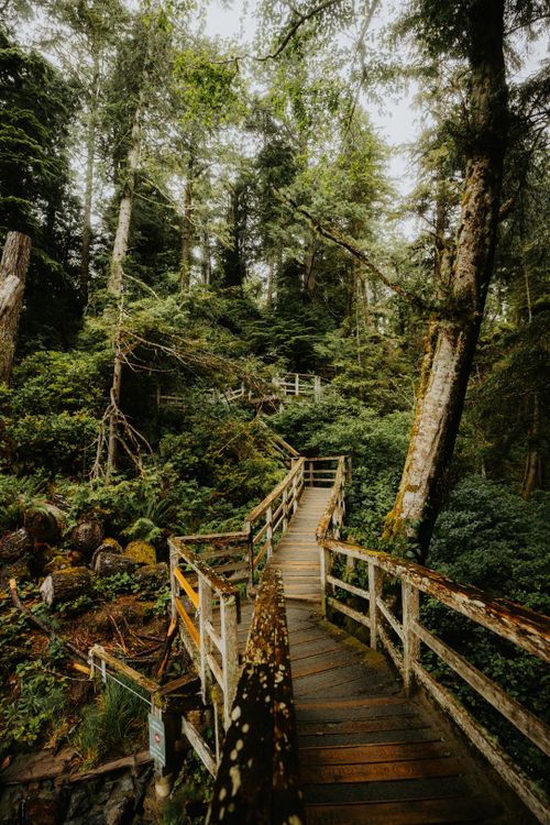Free A scenic wooden boardwalk through a vibrant forest, ideal for hiking and nature walks. Stock Photo