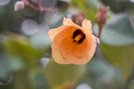 特写镜头令人惊叹，一朵盛开的橙色花朵在模糊的背景中