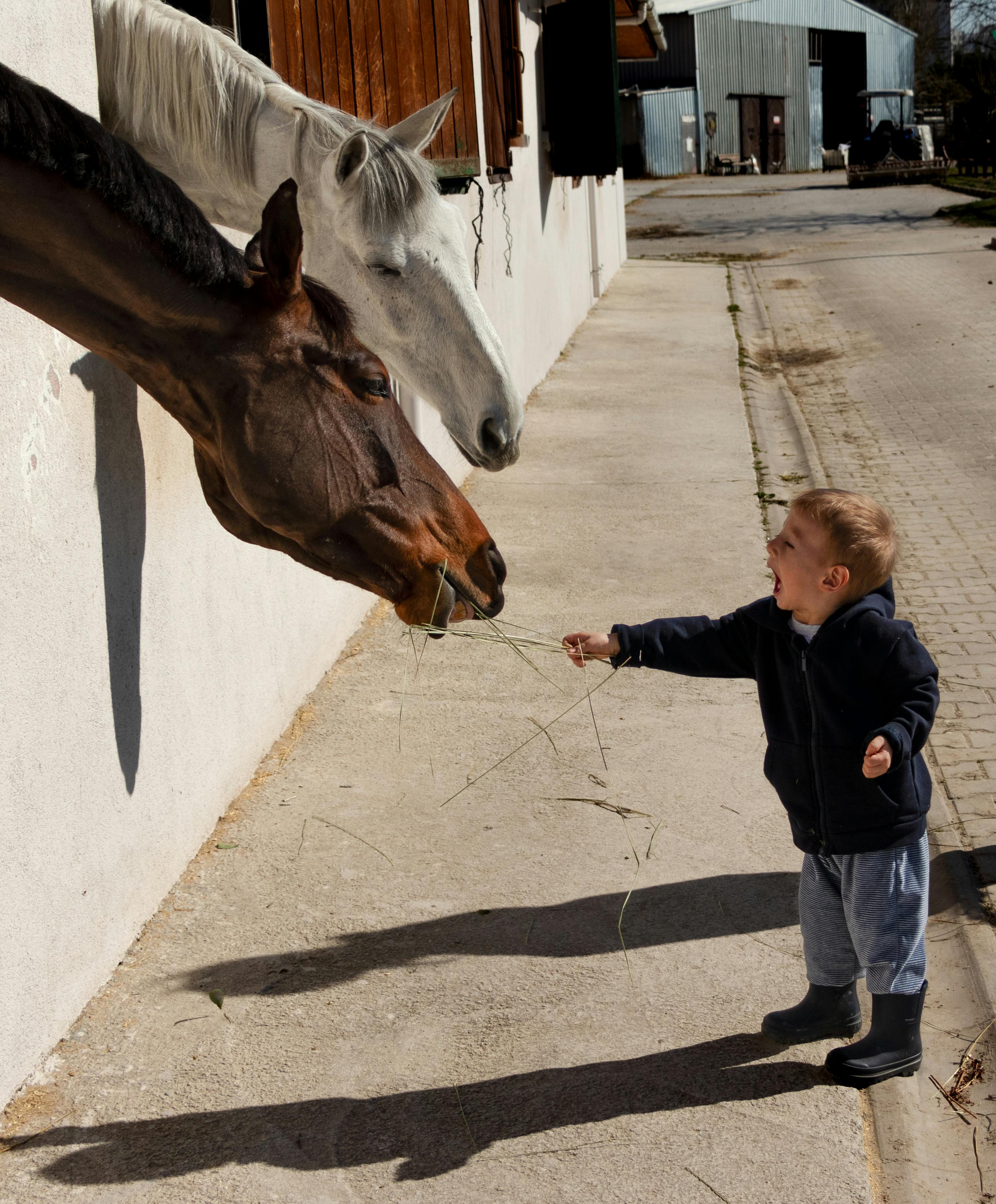 A small child feeding a horse from a fence