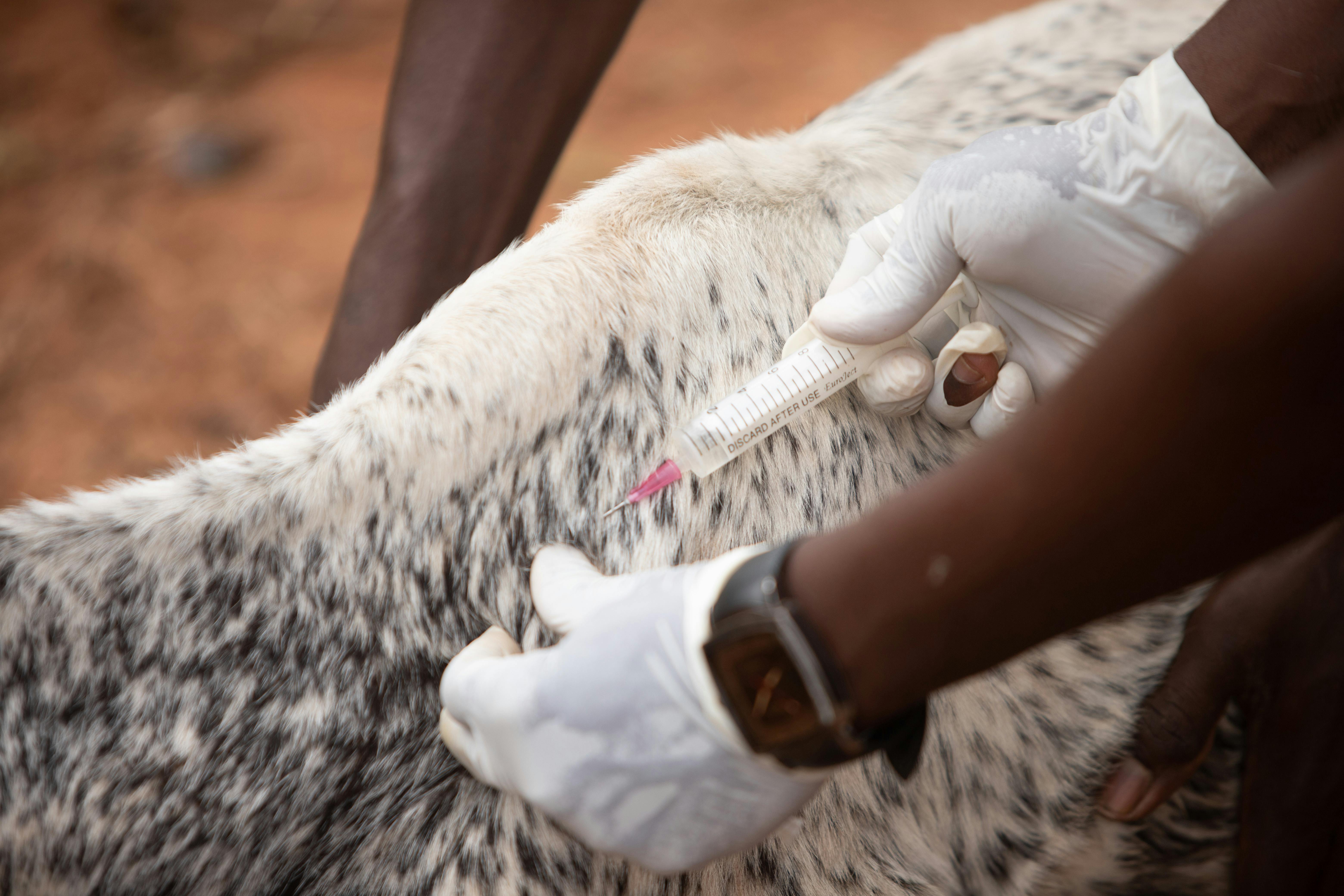 A veterinarian giving an injection to a spotted animal outdoors, showcasing animal healthcare practices.