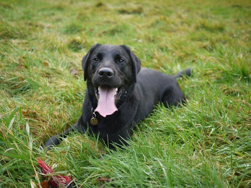 Free Black Short Coated Dog Lying on Grass Lawn Stock Photo