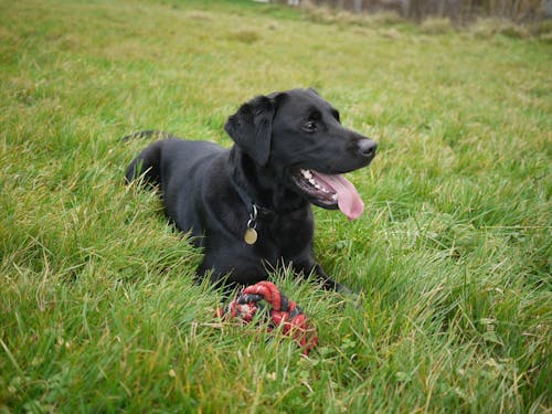Adult Black Labrador Retriever Sitting on Green Grass Field