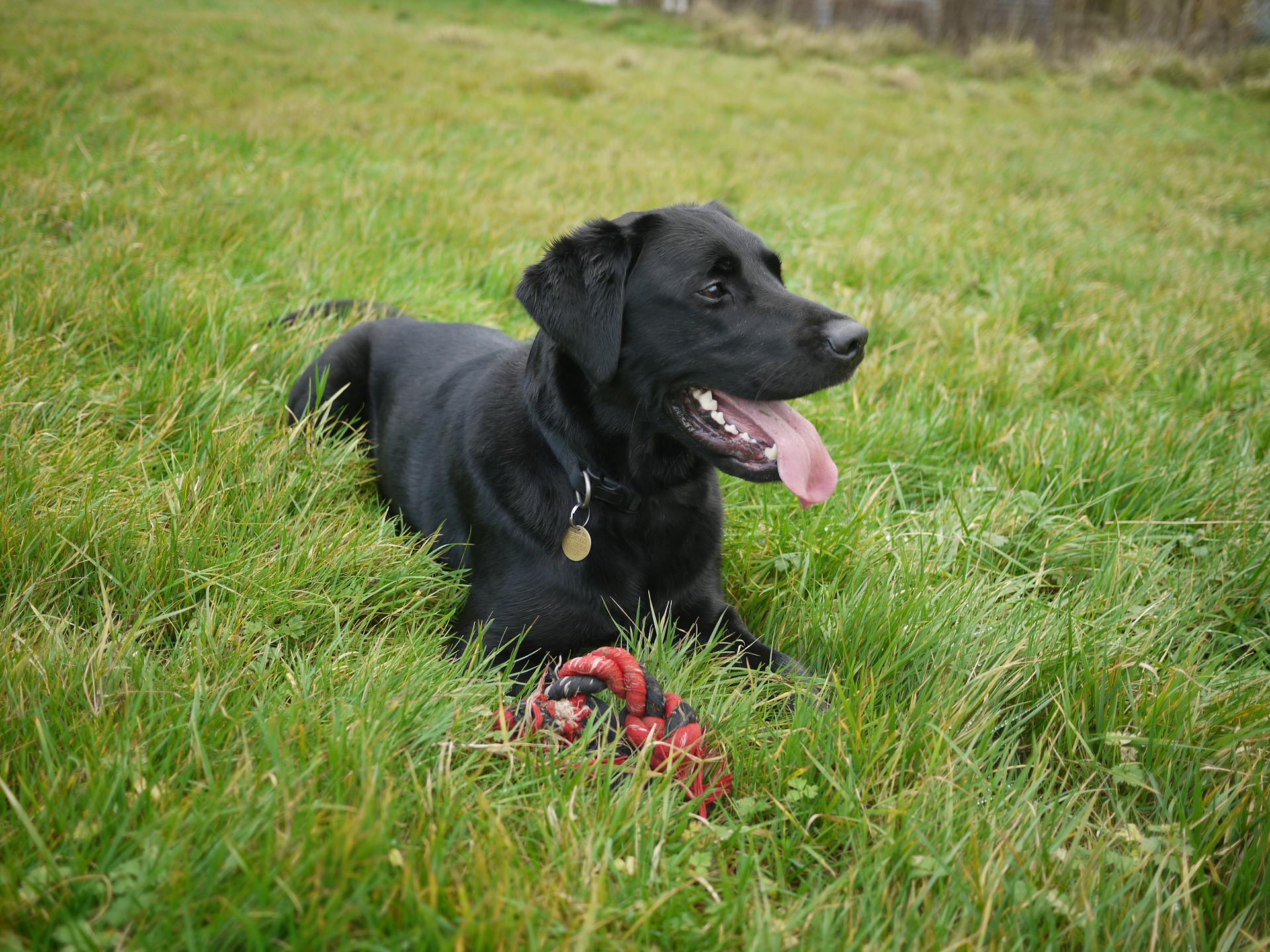 Adult Black Labrador Retriever Sitting on Green Grass Field