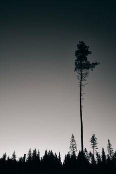 Silhouette of a lone pine tree standing tall against a twilight sky with a forest backdrop.