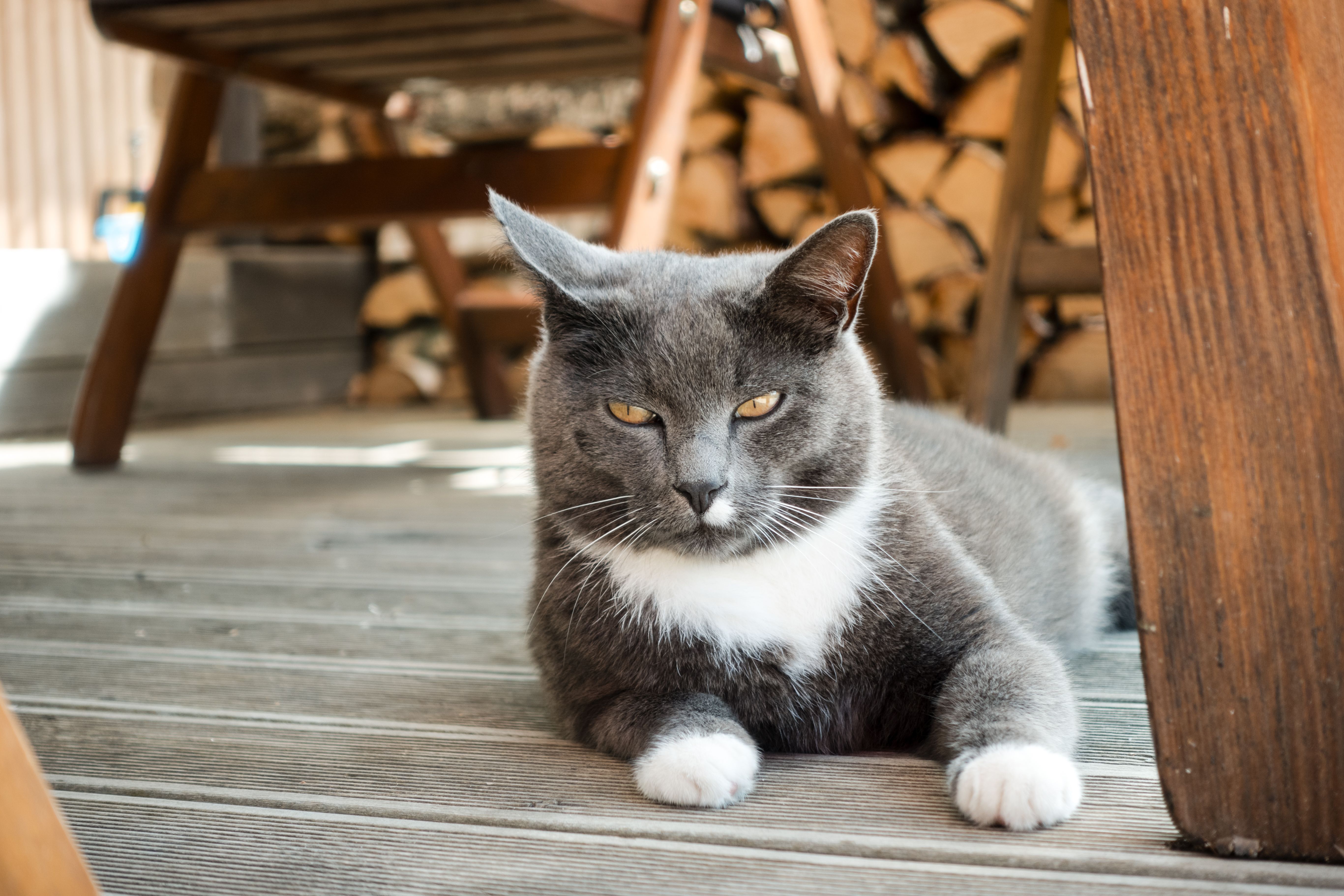 A cute grey and white cat lounging comfortably on a wooden deck.