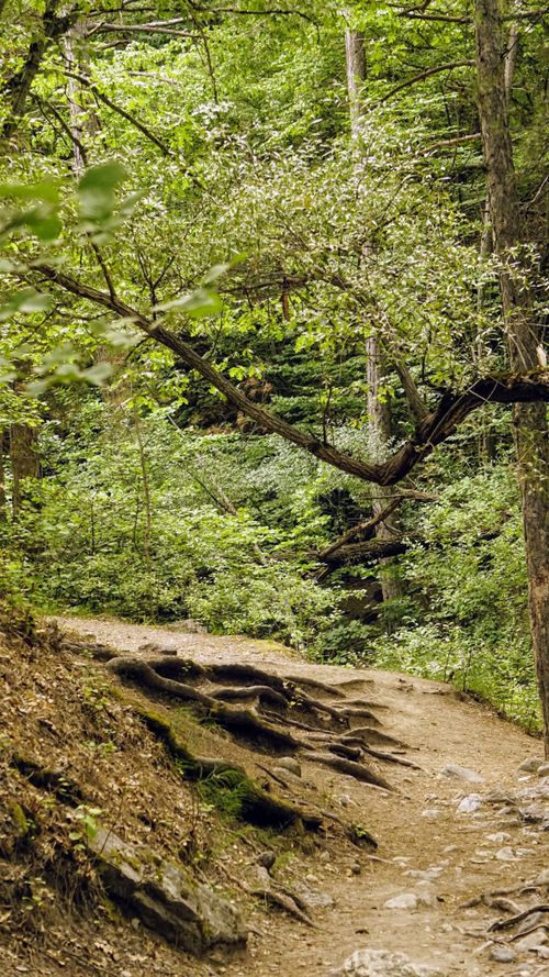 Free Discover the tranquility of a forest trail with a root-covered path, surrounded by lush green foliage. Stock Photo