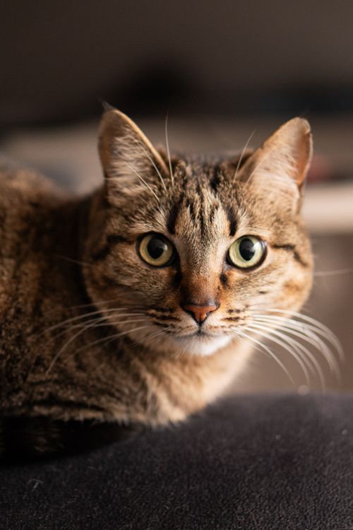 Free Adorable tabby cat with striking green eyes staring intently indoors. Stock Photo