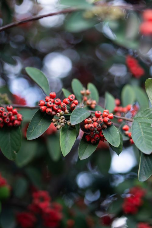 Free Close-up of vibrant red berries on lush green leaves, capturing the essence of fresh outdoor flora. Stock Photo