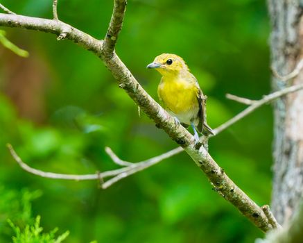 Yellow-Throated Vireo