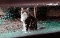 一只毛茸茸的美丽虎斑猫坐在宁静的户外花园里