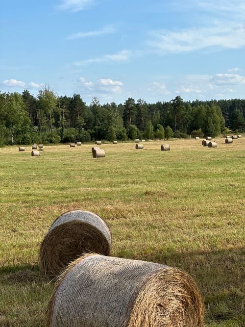 Free Beautiful rural landscape in Latvia with hay bales scattered across a grassy field on a sunny day. Stock Photo