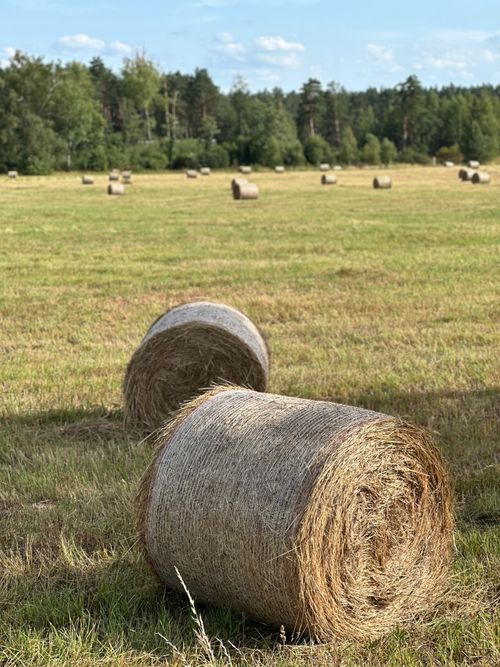 Free Idyllic countryside with hay bales scattered across a sunlit field in Latvia. Stock Photo