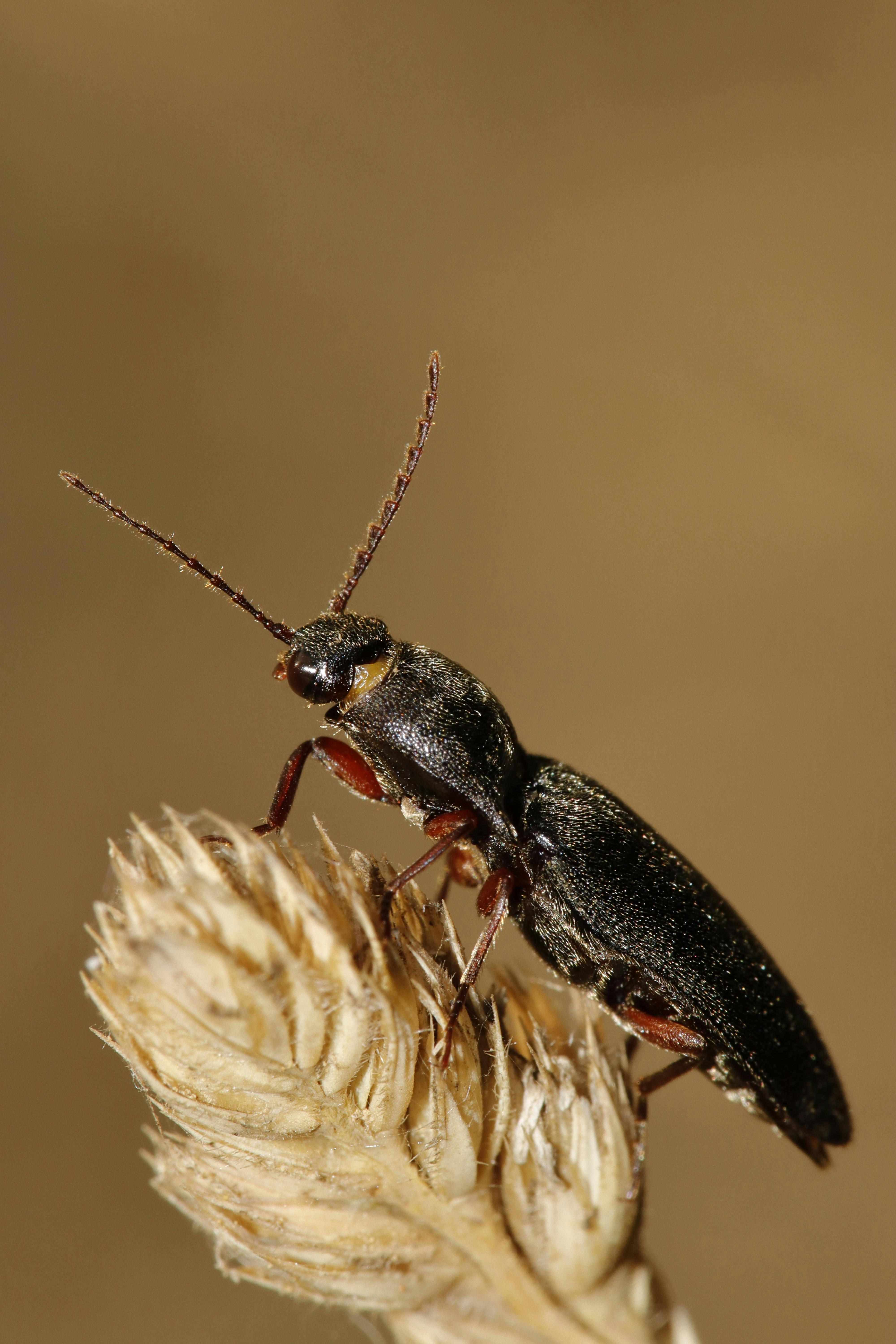 A black beetle sitting on top of a plant