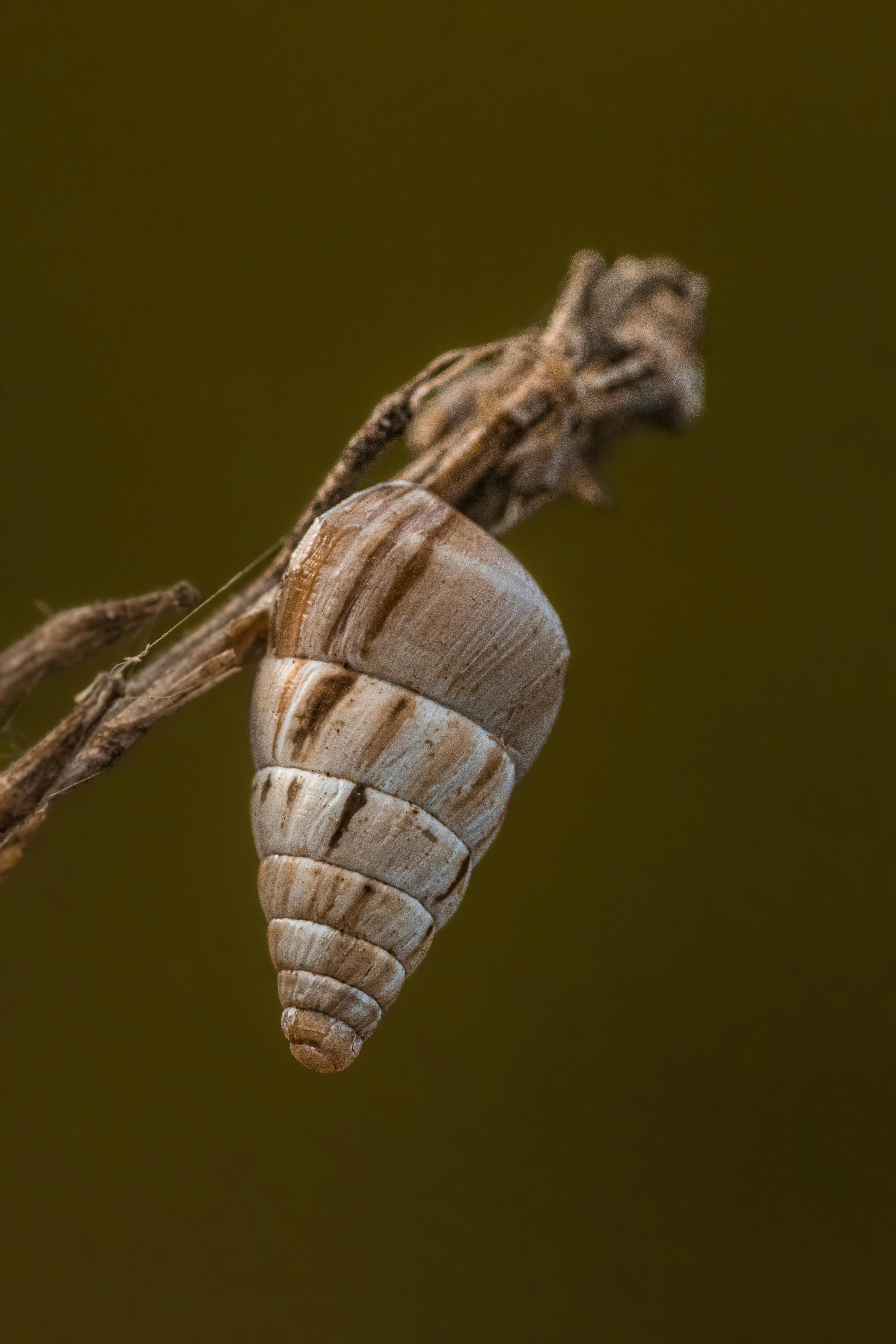 A snail shell on a twig with a green background