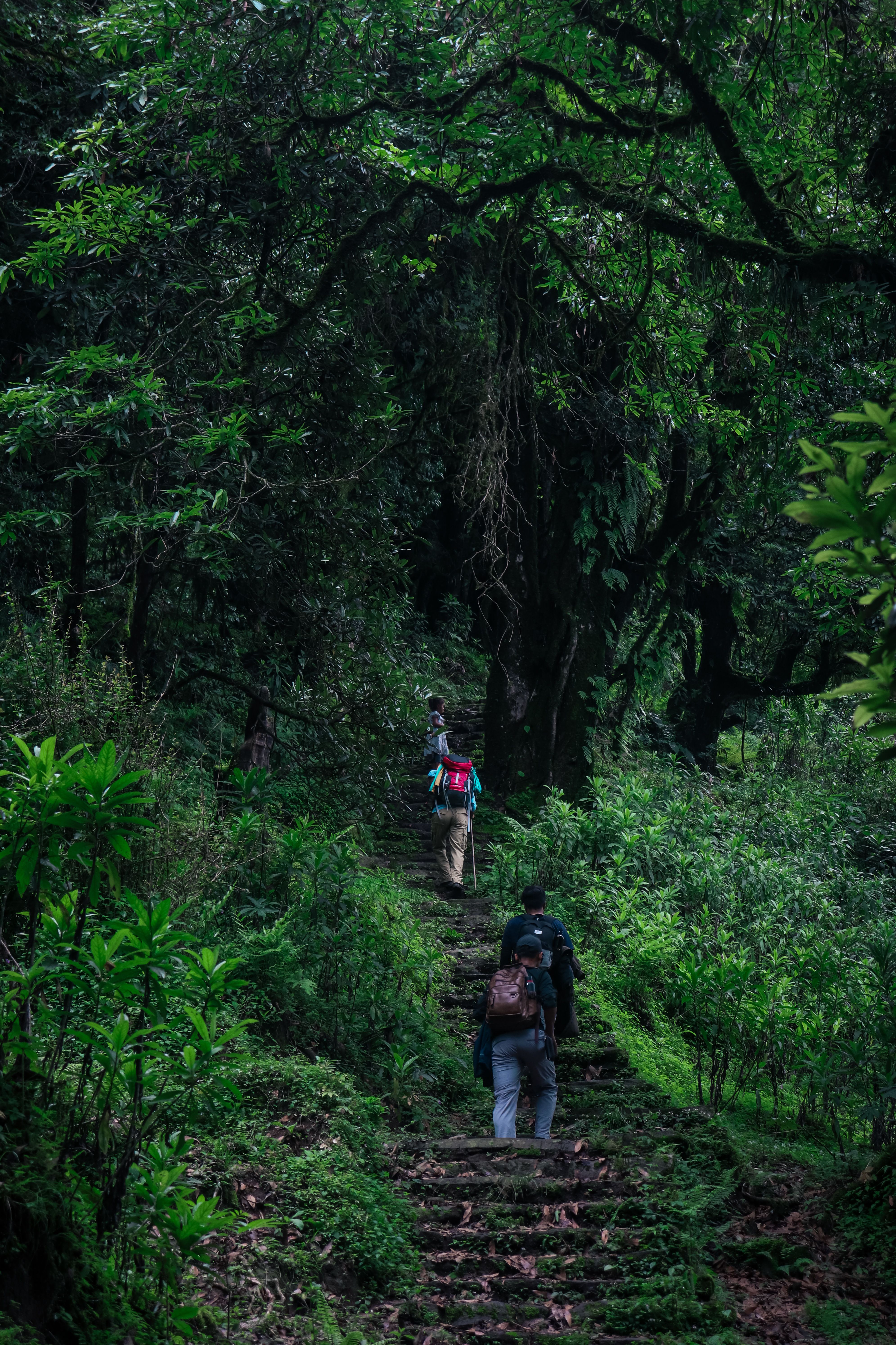 Trekking