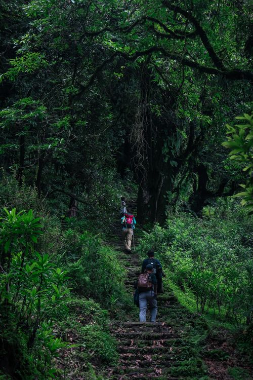 Free Three hikers trek through a lush, green forest, following a narrow, scenic trail. Stock Photo