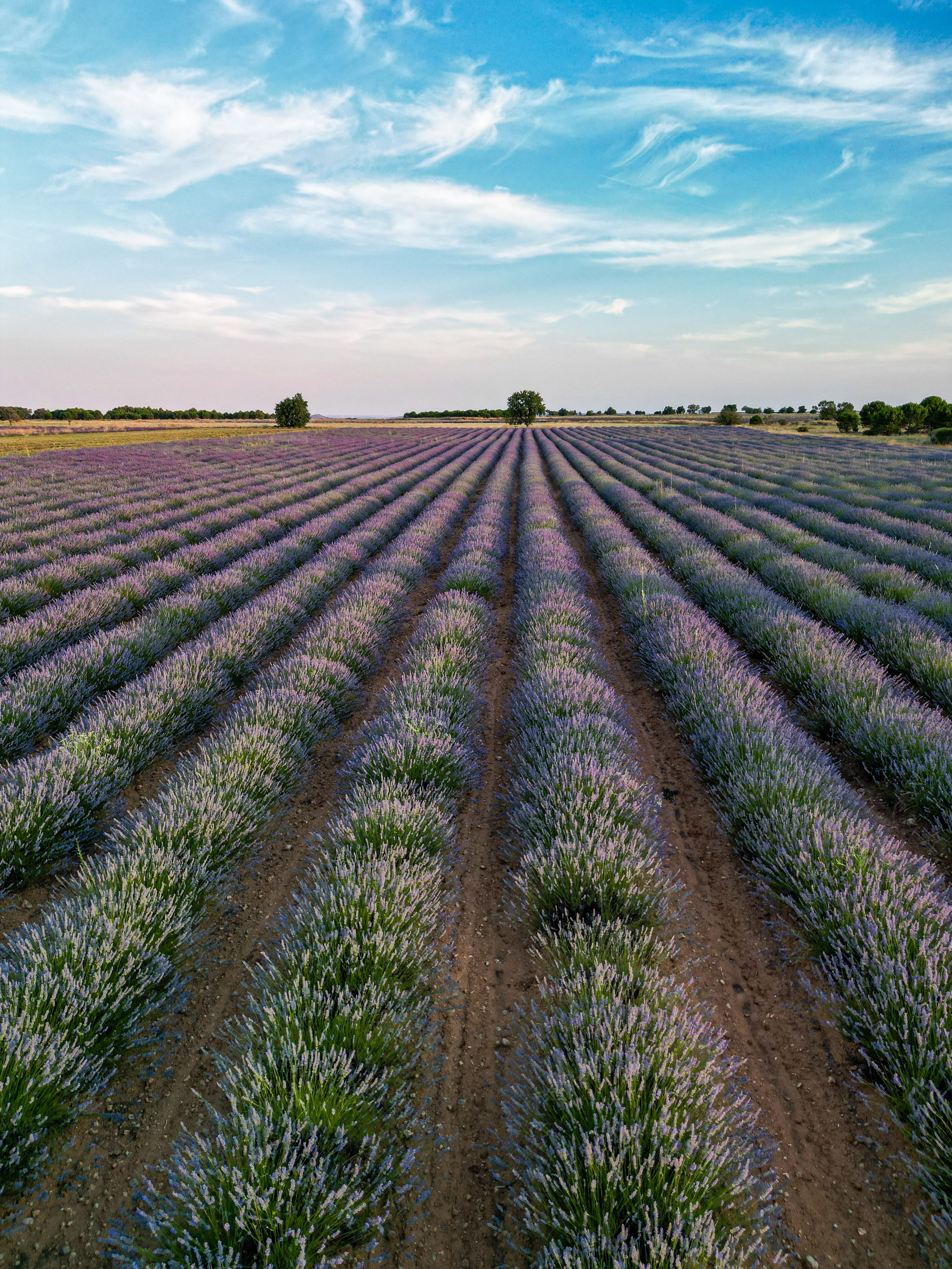 A breathtaking view of a lush lavender field under a bright blue sky, captured outdoors in summer.. pexels, breathtaking, vie