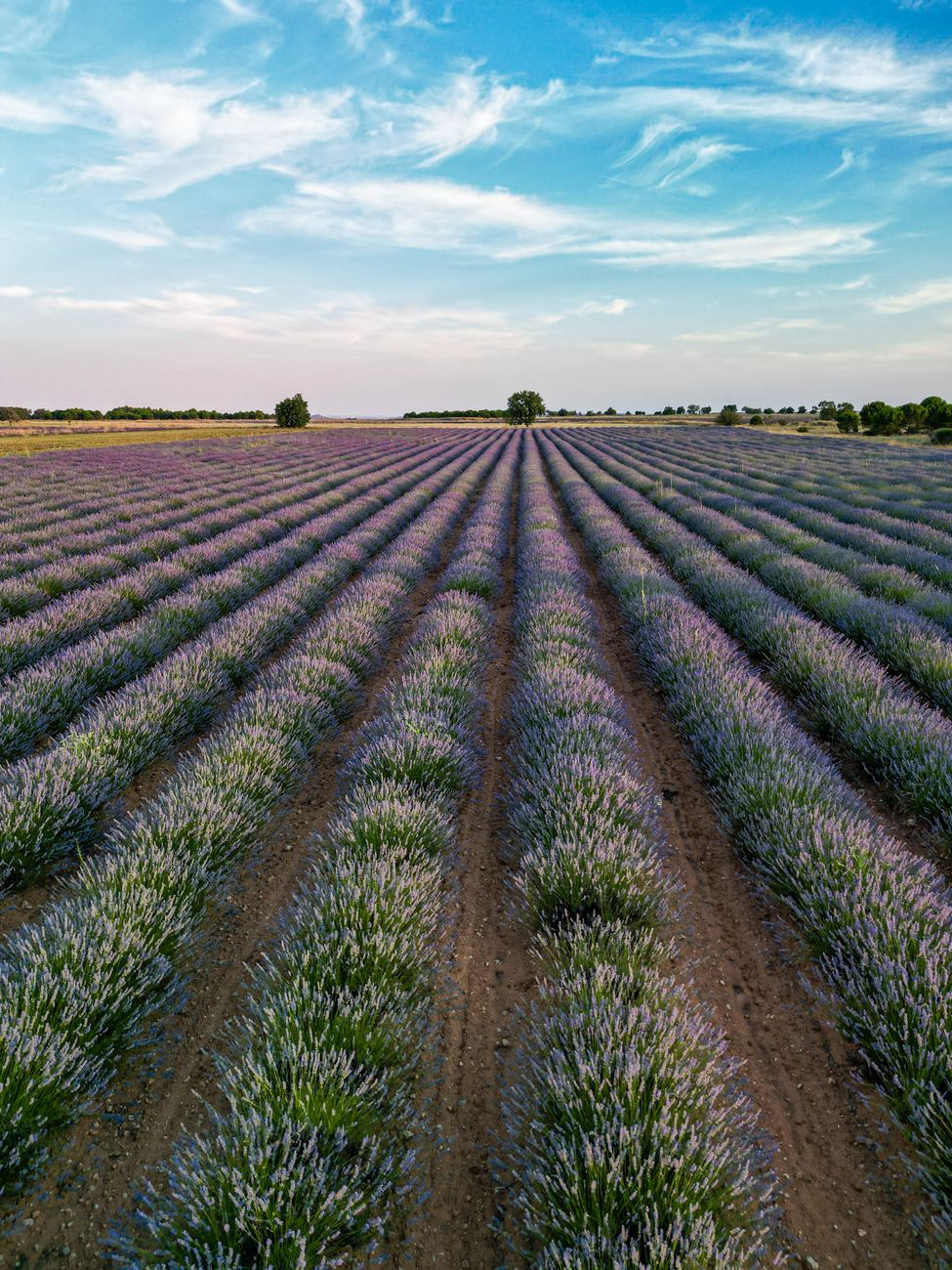A breathtaking view of a lush lavender field under a bright blue sky, captured outdoors in summer.. pexels, breathtaking, vie
