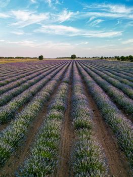 A breathtaking view of a lush lavender field under a bright blue sky, captured outdoors in summer.. pexels, breathtaking, vie
