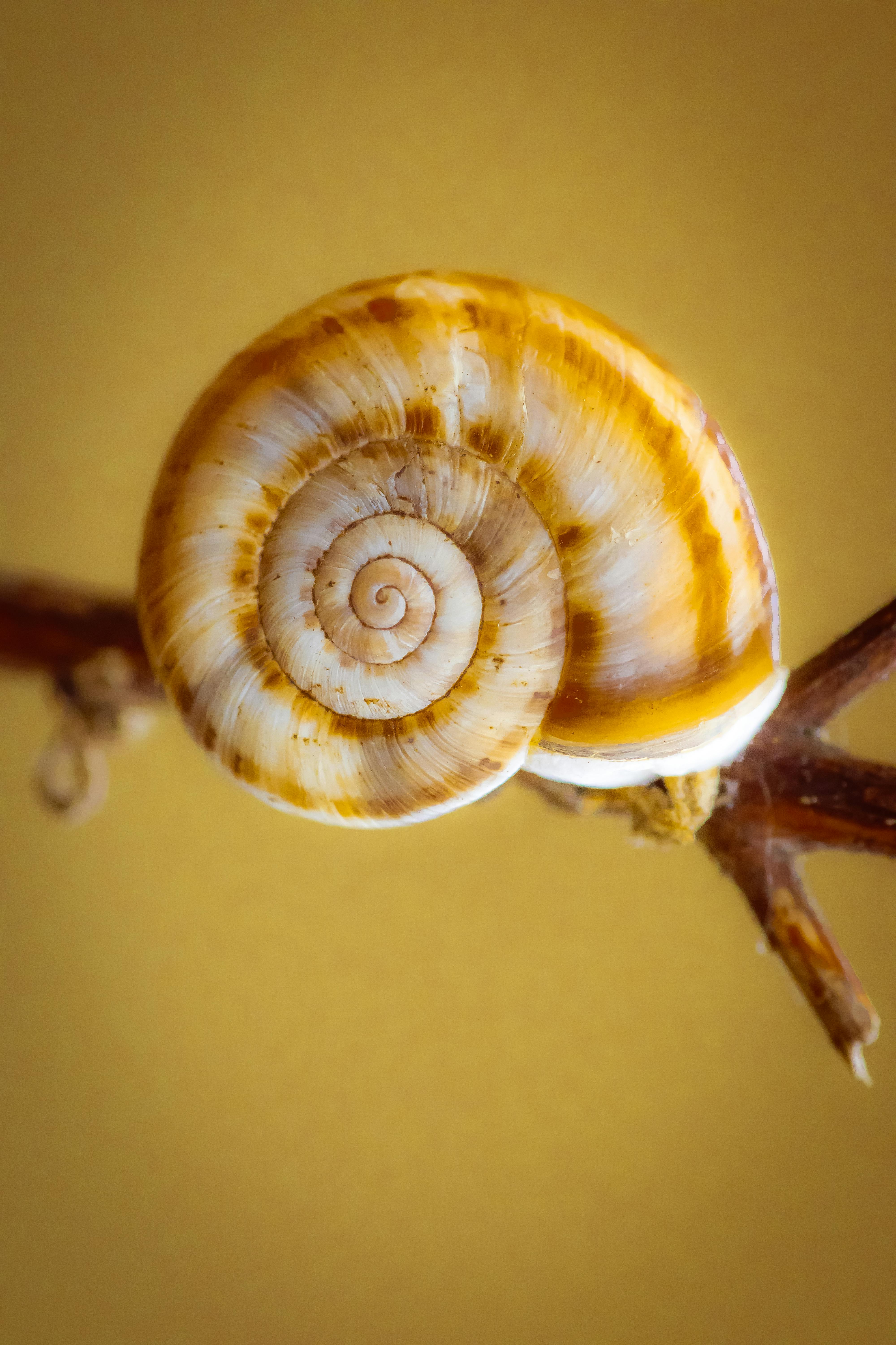 A snail on a branch with a yellow background
