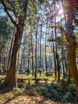 阳光透过高大的树木，在宁静的森林中营造出祥和的氛围