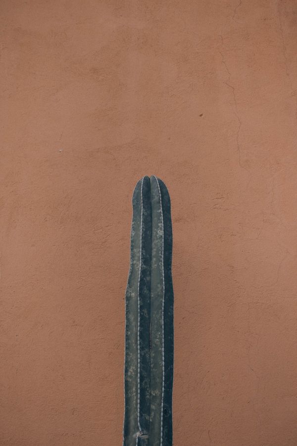 A lone cactus against a warm terracotta wall — photo by Diana on Pexels