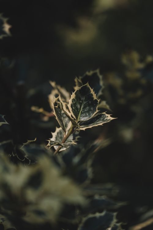 Free Detailed close-up of variegated holly leaves with dark natural background. Stock Photo