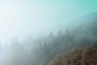 森林里云雾缭绕，树木层层叠叠，雾气柔和，景色宁静