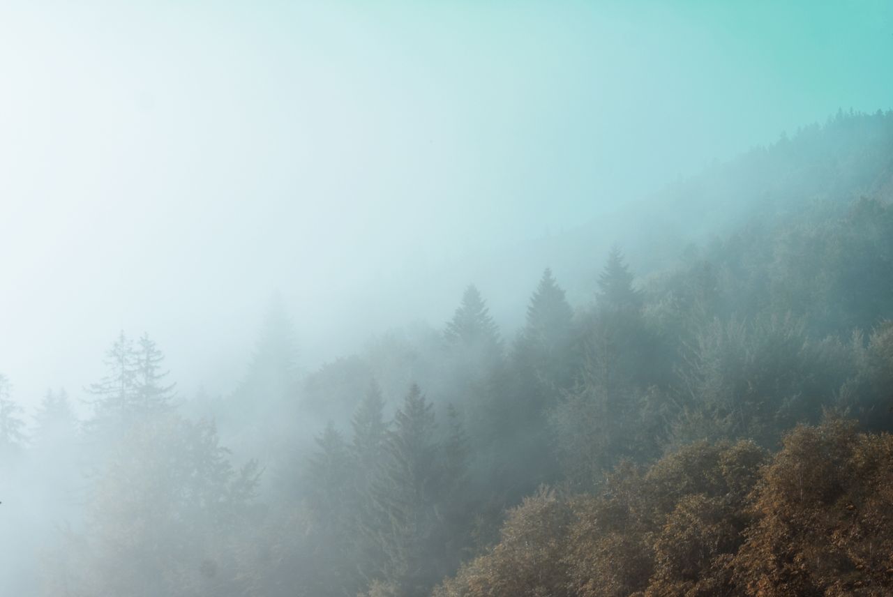 serene foggy forest with layers of trees and gentle mist offering tran