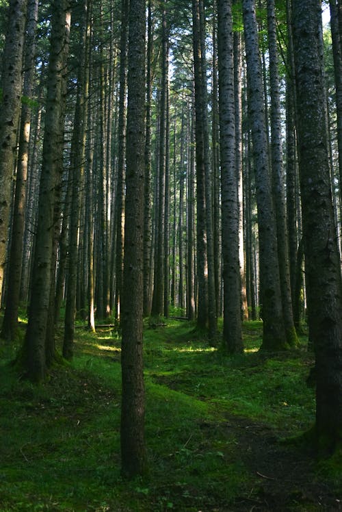 Fileiras De árvores Na Floresta