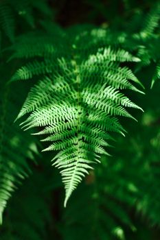 Close-up of a lush green fern frond, showcasing intricate leaf patterns in natural daylight.
