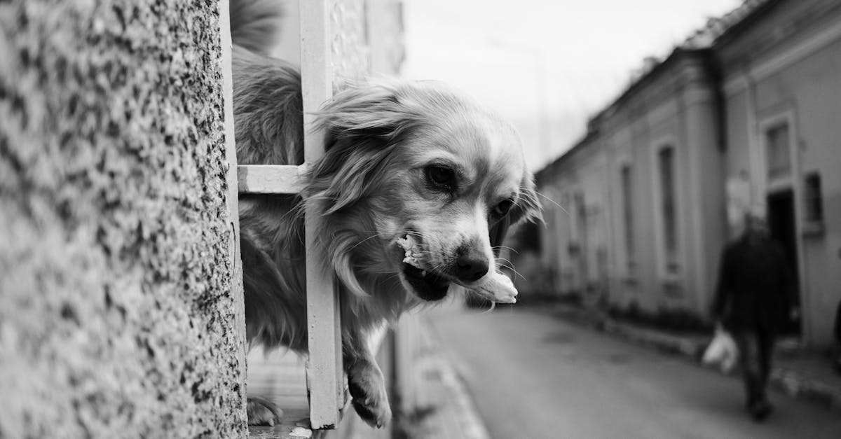 A dog sticking its head out of a window