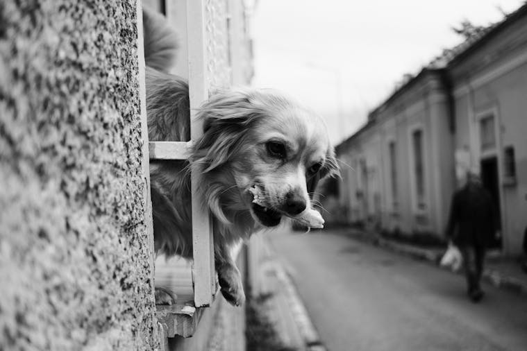 Playful dog poking head through urban railing in black and white street scene.